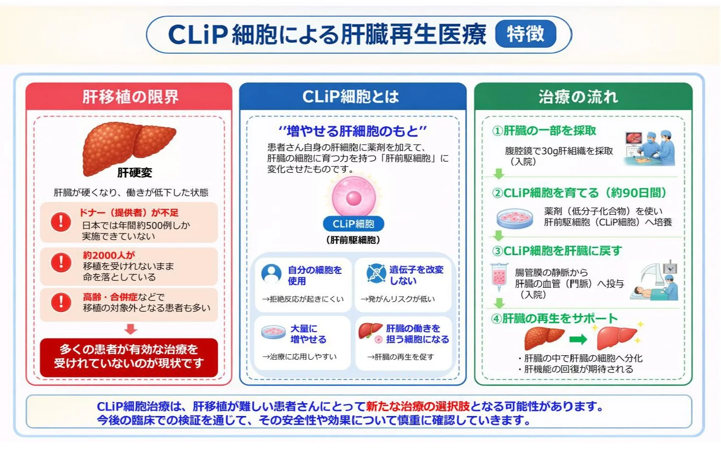 CLiP細胞による肝臓再生医療（特徴）
